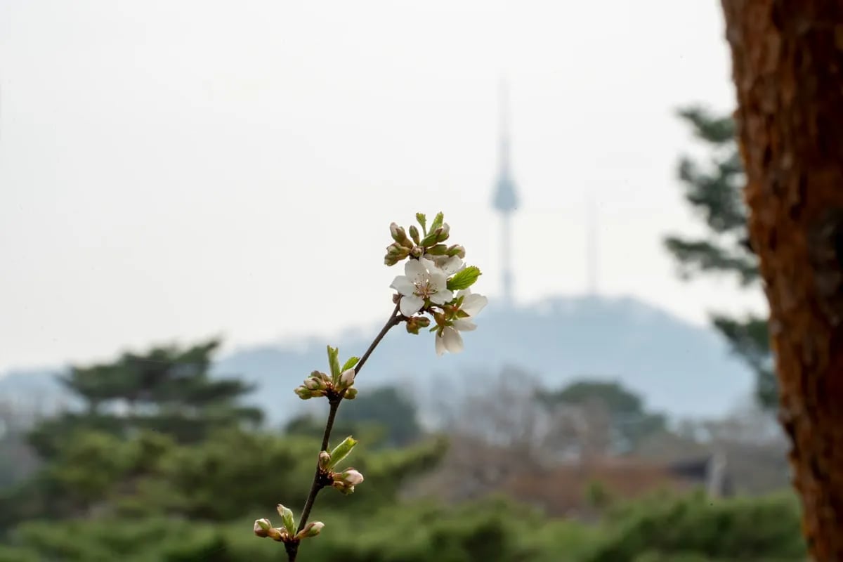 Why Study in South Korea: Top Reasons to Choose Korea